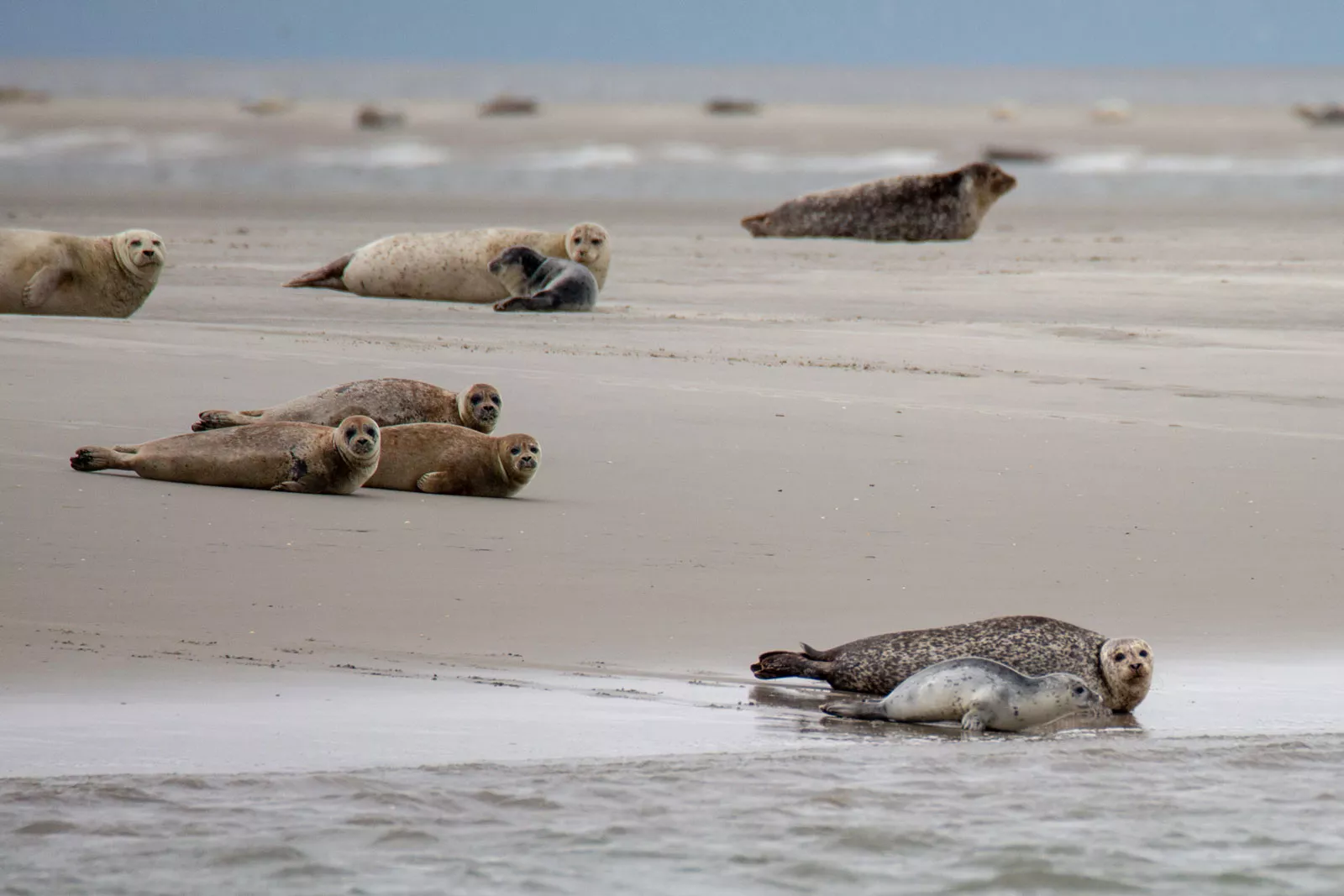 ausflug-seehunde-und-norderoogsand-pellworm